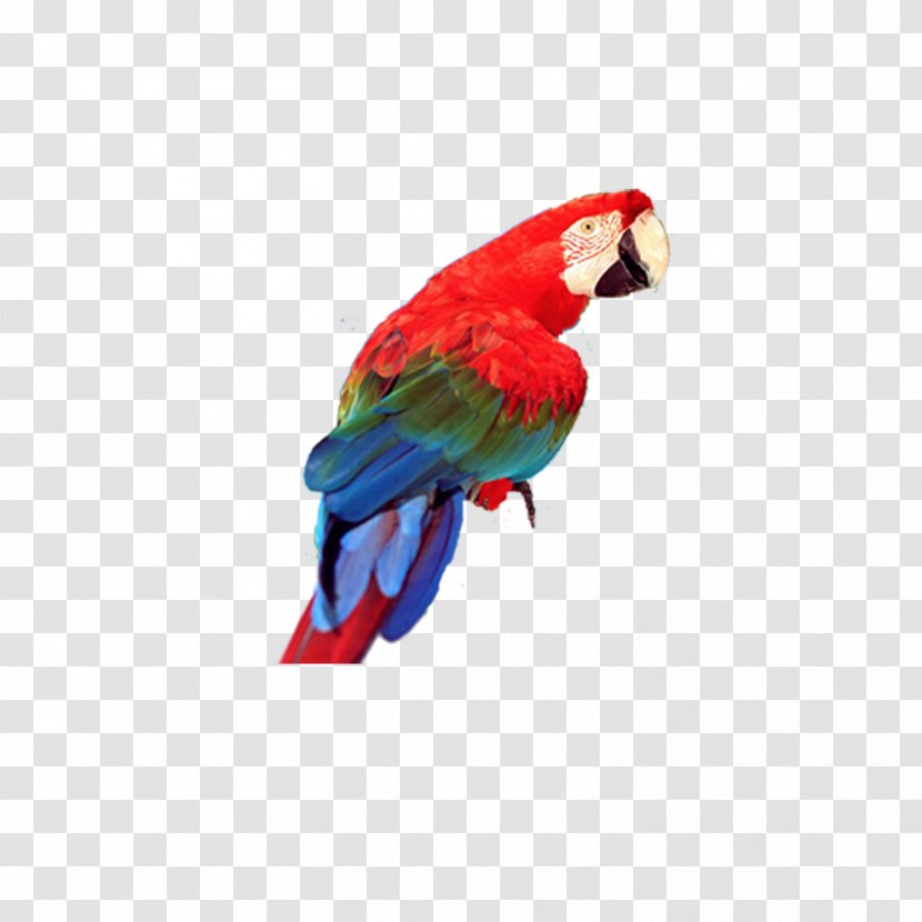 Bird True Parrot Blue-and-yellow Macaw - Beak - Red Transparent PNG