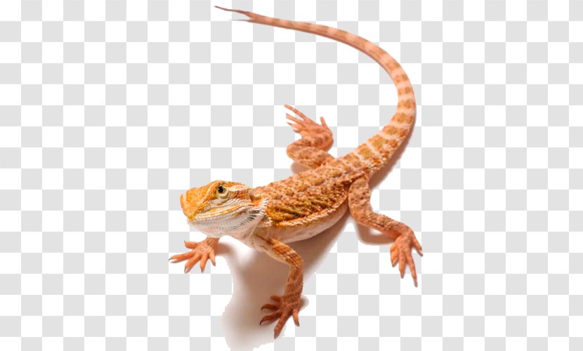 Lizard Bearded Dragons Clip Art - Stock Photography - Dragon Clipart Transparent PNG