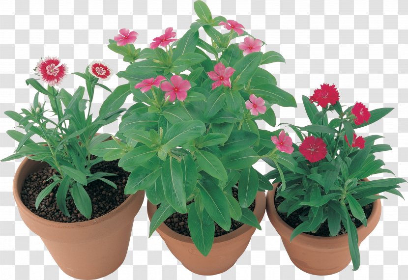 Flowerpot Houseplant Herb Annual Plant - Flower Transparent PNG