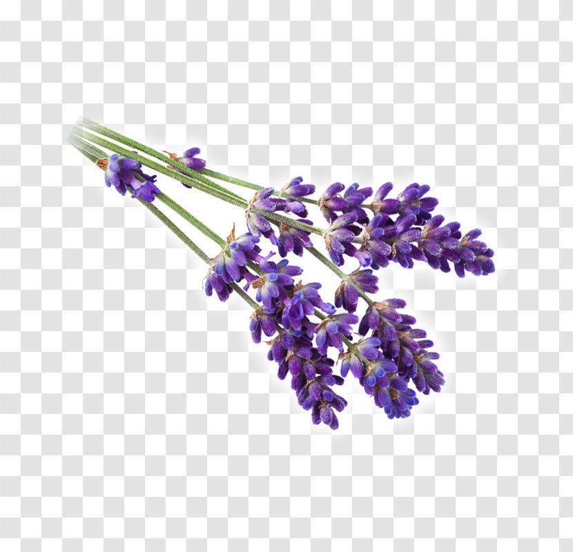 English Lavender French Rosemary Violet Flower - Floristry Transparent PNG