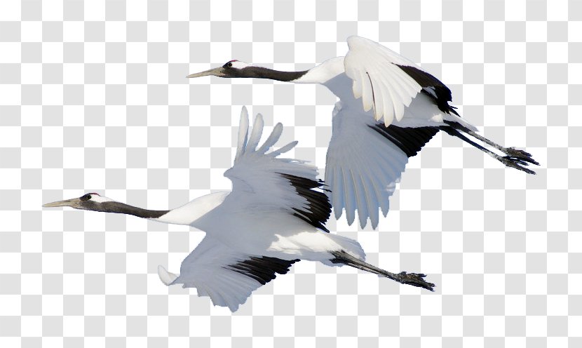 Bird Domestic Goose Cygnini Crane - Like Transparent PNG