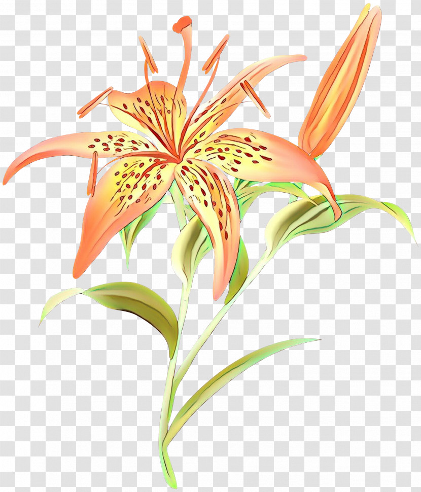 Flower Plant Yellow Canada Lily Tiger Lily Lily Transparent PNG