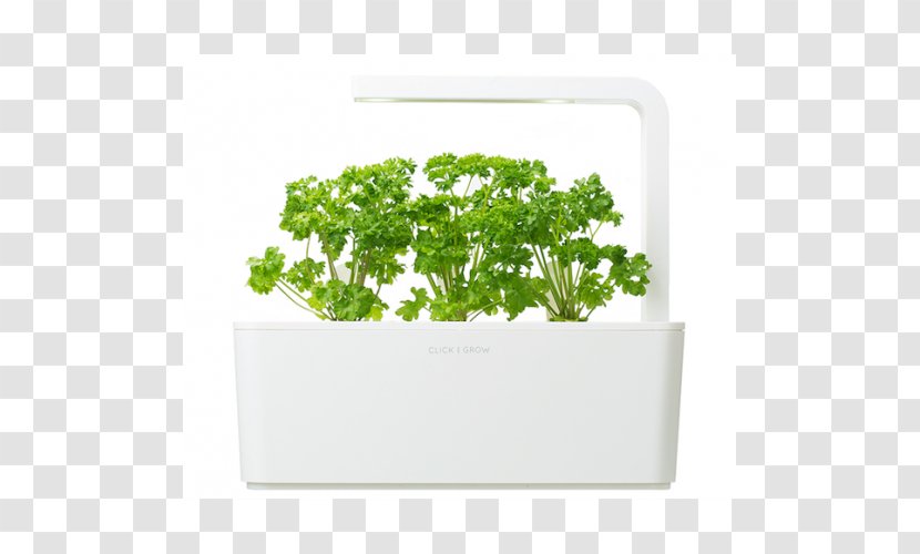 Parsley Herb Garden Hydroponics Flowerpot - Kitchen Transparent PNG