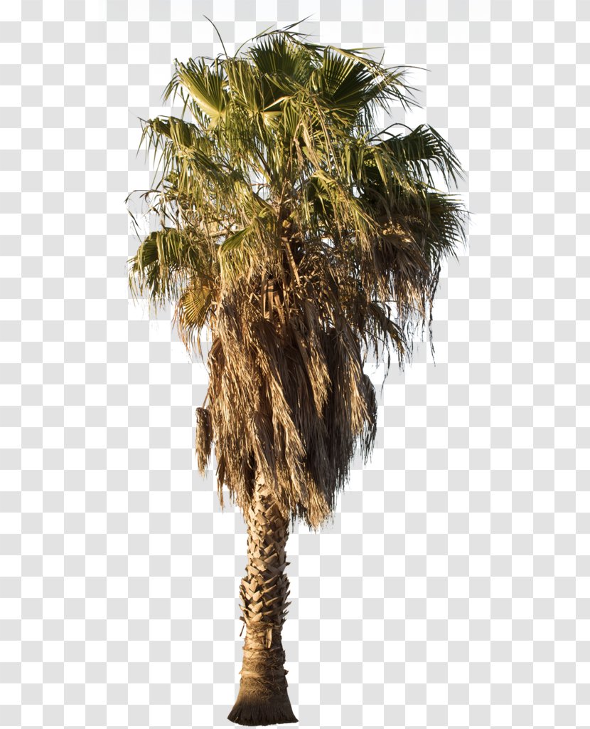 Asian Palmyra Palm Mexican Fan Arecaceae Babassu Tree - Plant Transparent PNG