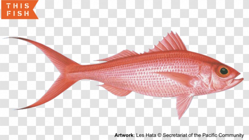 Northern Red Snapper Hawaii Fishing Transparent PNG