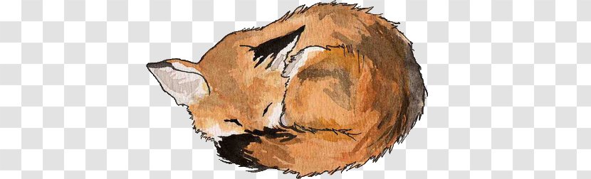 Arctic Fox Drawing - Organism Transparent PNG