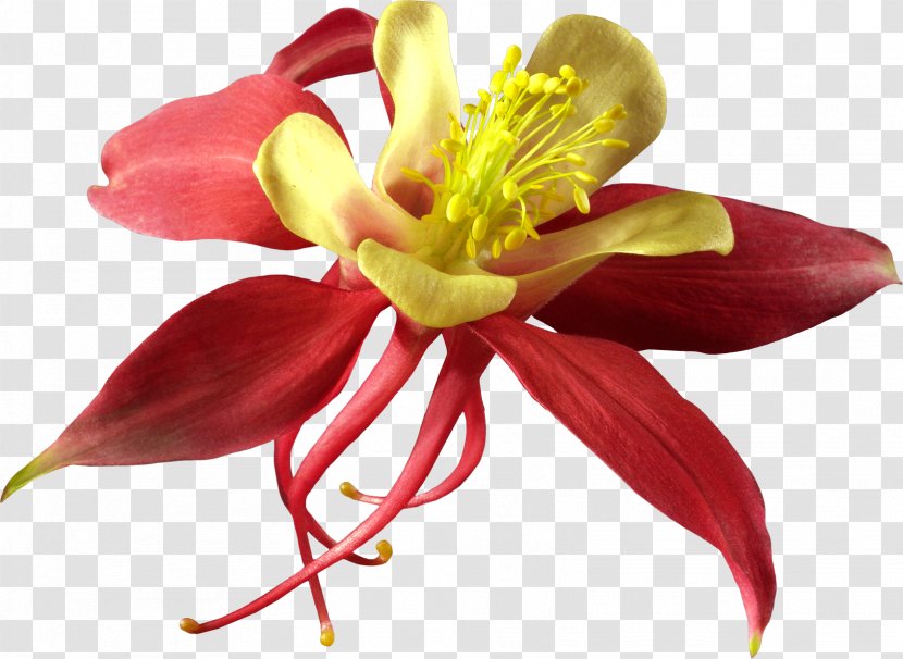 Cut Flowers Fuchsia Plant Cactaceae - Petal - Flower Petals Transparent PNG