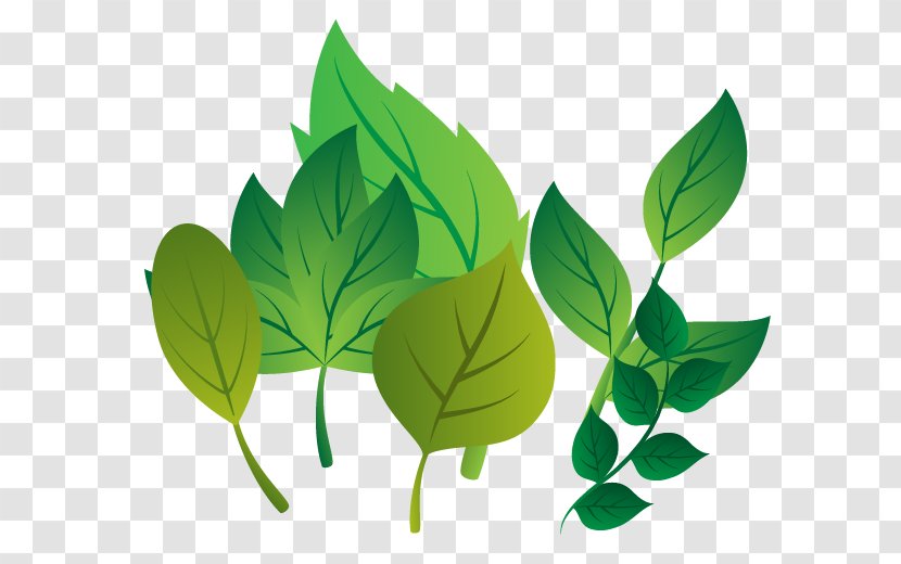 Leaf Plant Stem Branch - Fresh Leaves Vector Transparent PNG