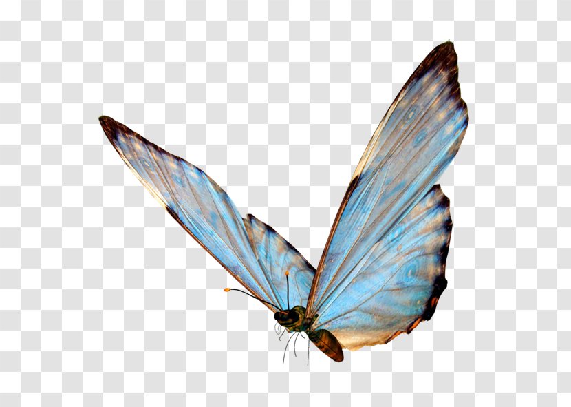 Butterfly Clip Art Image Transparency - Moths And Butterflies Transparent PNG