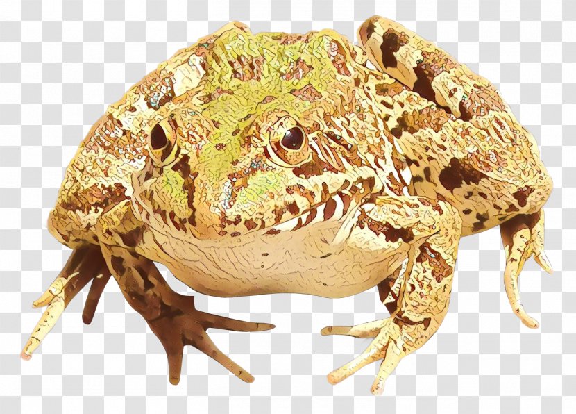 American Bullfrog Edible Frog True Amphibians - Cane Toad - Tadpole Transparent PNG