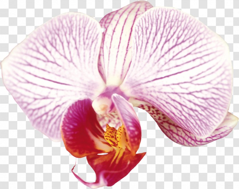 Moth Orchids Cattleya Clip Art - Petal - Orchid Flower Transparent PNG