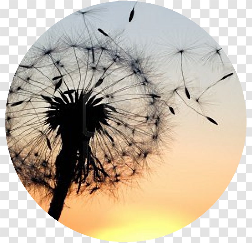 Desktop Wallpaper Dandelion High-definition Television 1080p Display Resolution - Ultrahighdefinition Transparent PNG