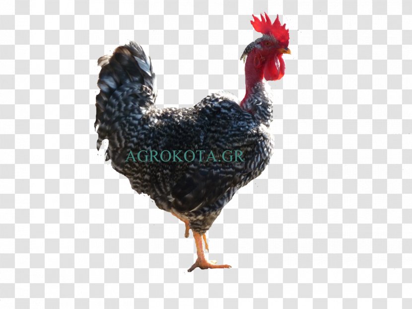 Rooster Australorp Appenzeller Braekel Chicken As Food - Fowl - Hen Species Transparent PNG