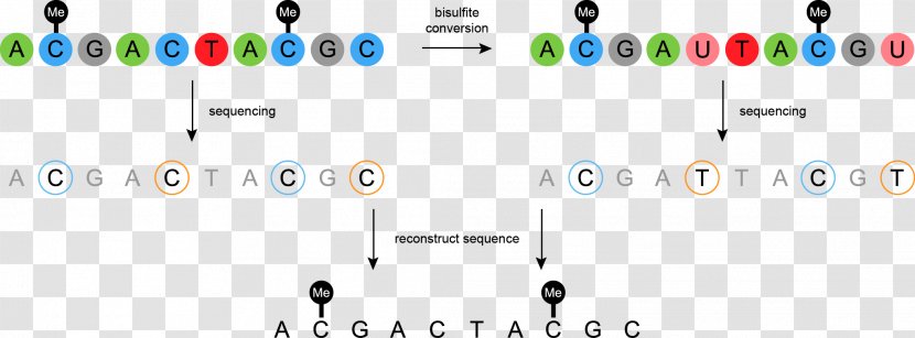 Bisulfite Sequencing DNA Methylation Nucleic Acid Sequence - Epigenetics - Foreign Cosmetics Transparent PNG