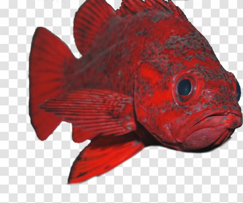 Northern Red Snapper Marine Biology Fin Bird Transparent PNG