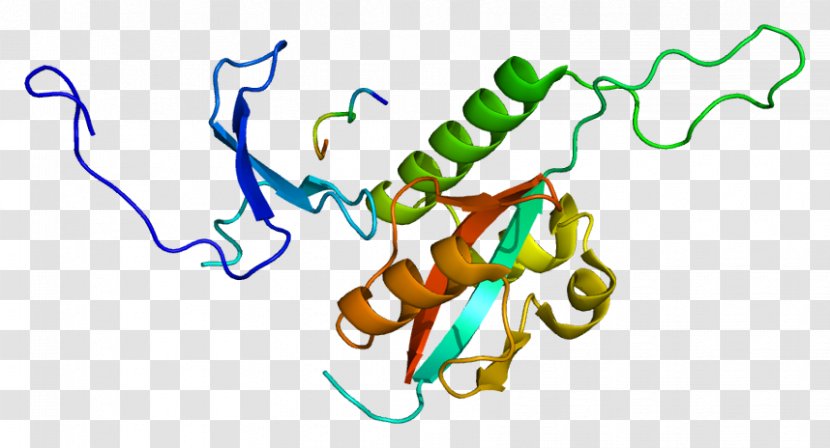 PIN1 Prolyl Isomerase PIN Proteins Mothers Against Decapentaplegic Homolog 3 - Gene - Protein Family Transparent PNG