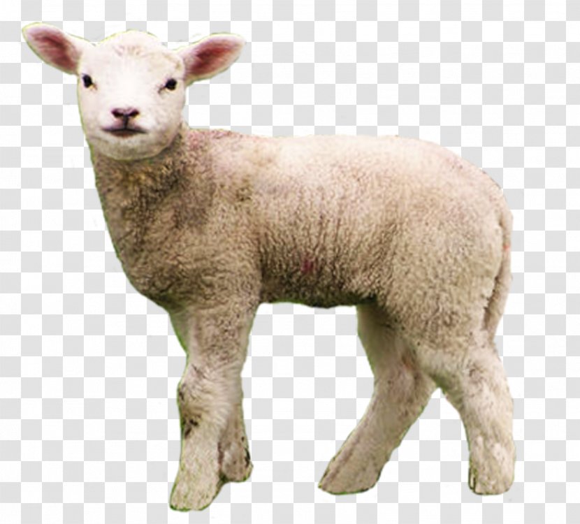 Merino Berrichon Du Cher Goat Livestock - Infant Transparent PNG