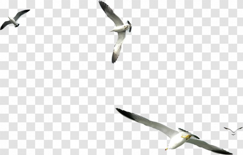 Seabird Large White-headed Gulls Clip Art - Bird Transparent PNG