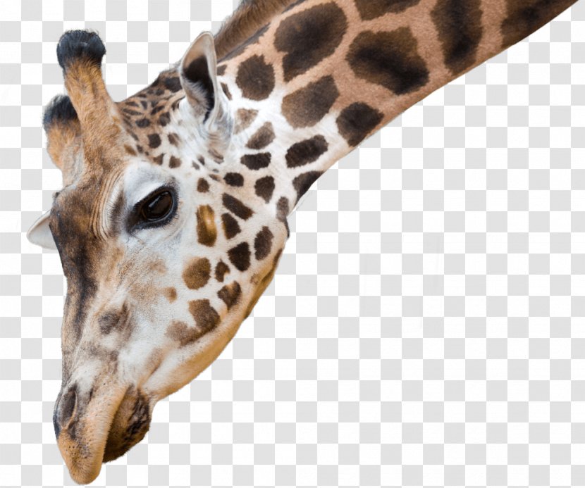 National Zoo & Aquarium African Wild Dog Reticulated Giraffe Northern Animal Antics A - Wildlife - Foreground Tree Transparent PNG