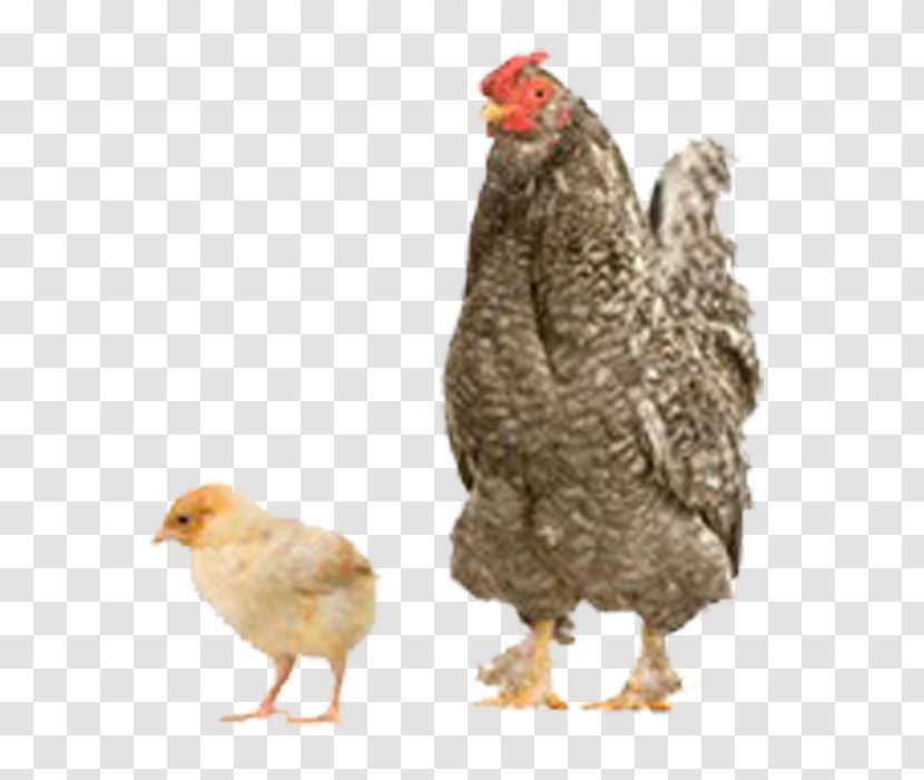 Chicken Turkey Duck Bird Kifaranga - Farm Transparent PNG