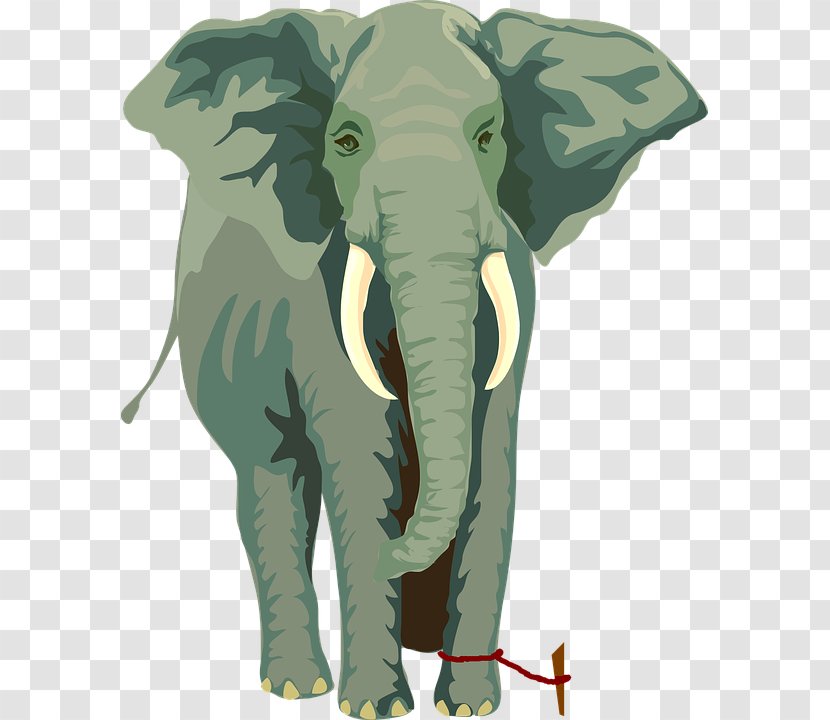 African Elephant Asian Rope The Elephants - Animal Transparent PNG