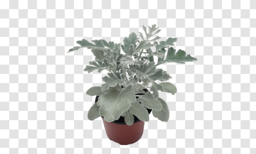 Silver Ragwort Ragworts Plants Cineraria Annual Plant - Cartoon Transparent PNG