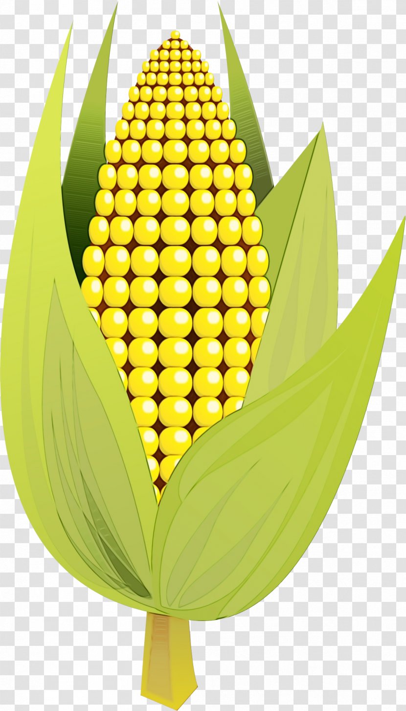 Watercolor Flower Background - Paint - Corn Vegetarian Food Transparent PNG