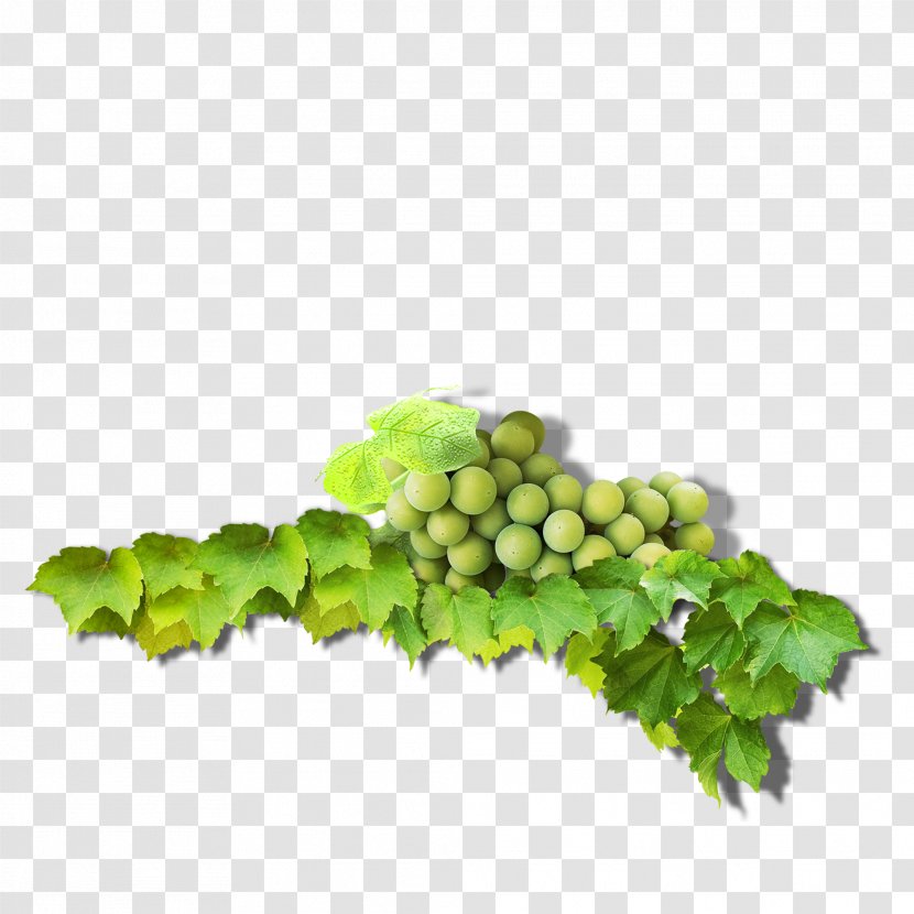 Grape Leaves Green Common Vine - Google Images - Creative Grapes Transparent PNG