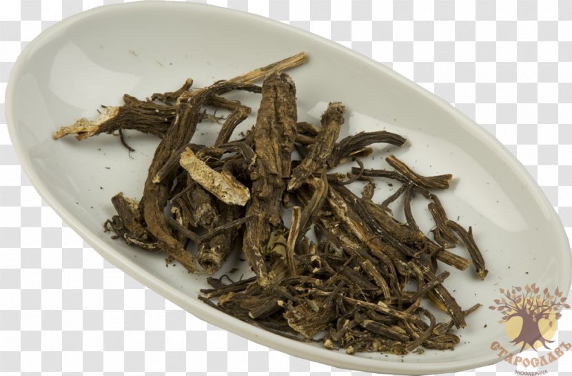 Root Greater Burdock Leaf Plant Price - Nilgiri Tea Transparent PNG
