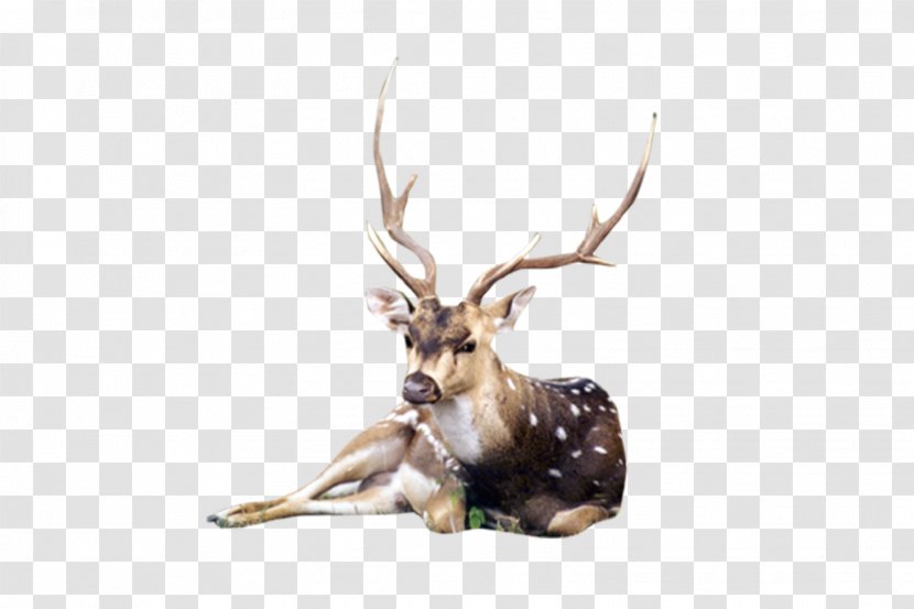 Animal Reindeer - Editing - Animals Transparent PNG