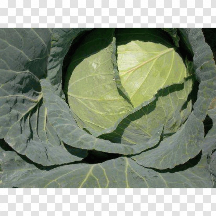 Cabbage Seed Vegetable Collard Greens Sakata - Growing Season - Green Transparent PNG