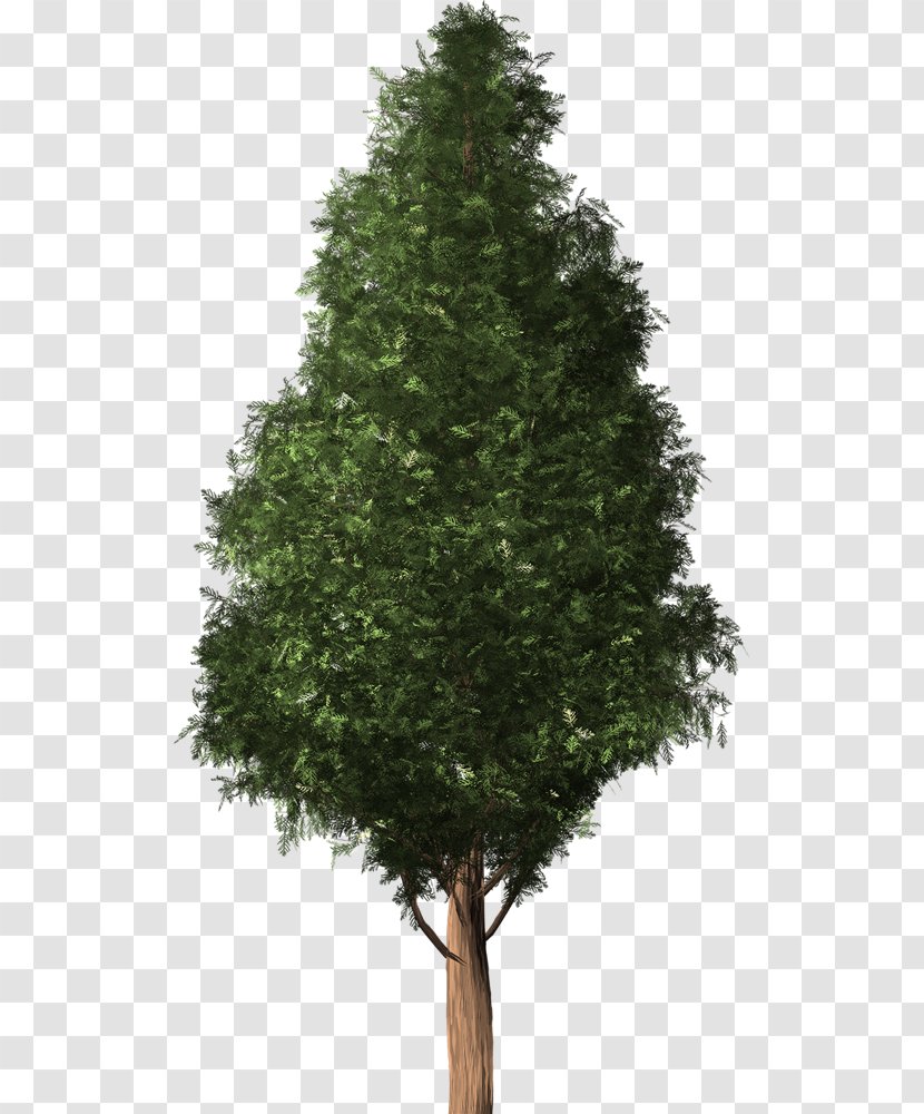 Spruce Fir Cedar Pine English Yew - Tree Transparent PNG