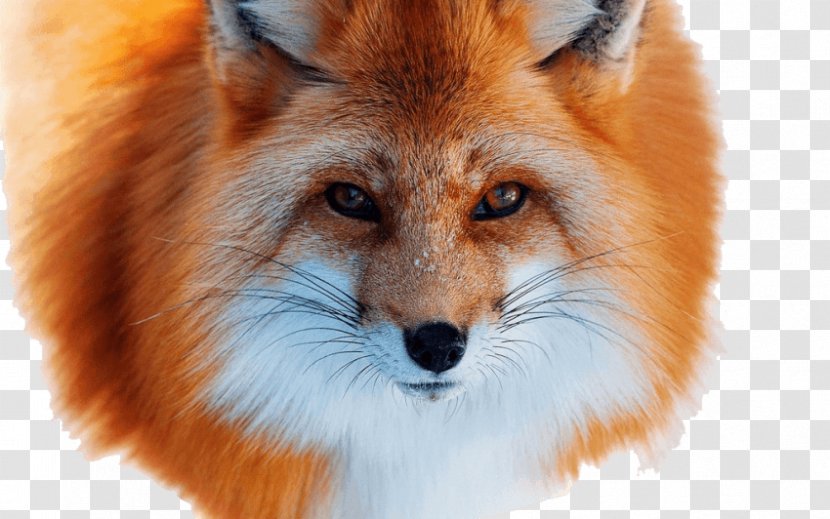 Red Fox Arctic Silver Fur - Pet Transparent PNG