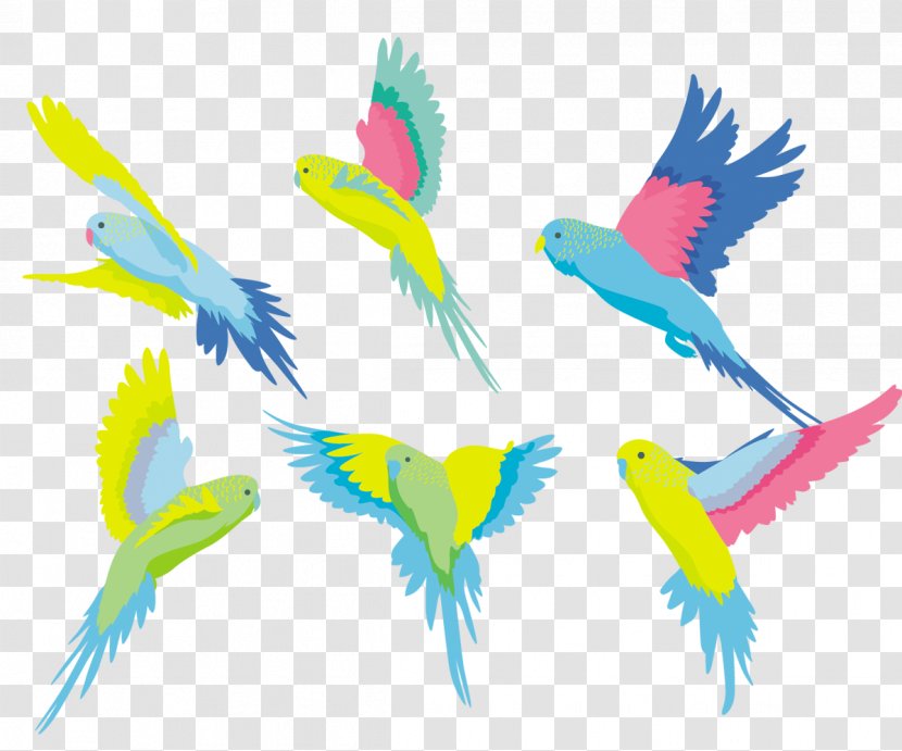 Budgerigar Bird Parrot Parakeet Clip Art - Colored Transparent PNG