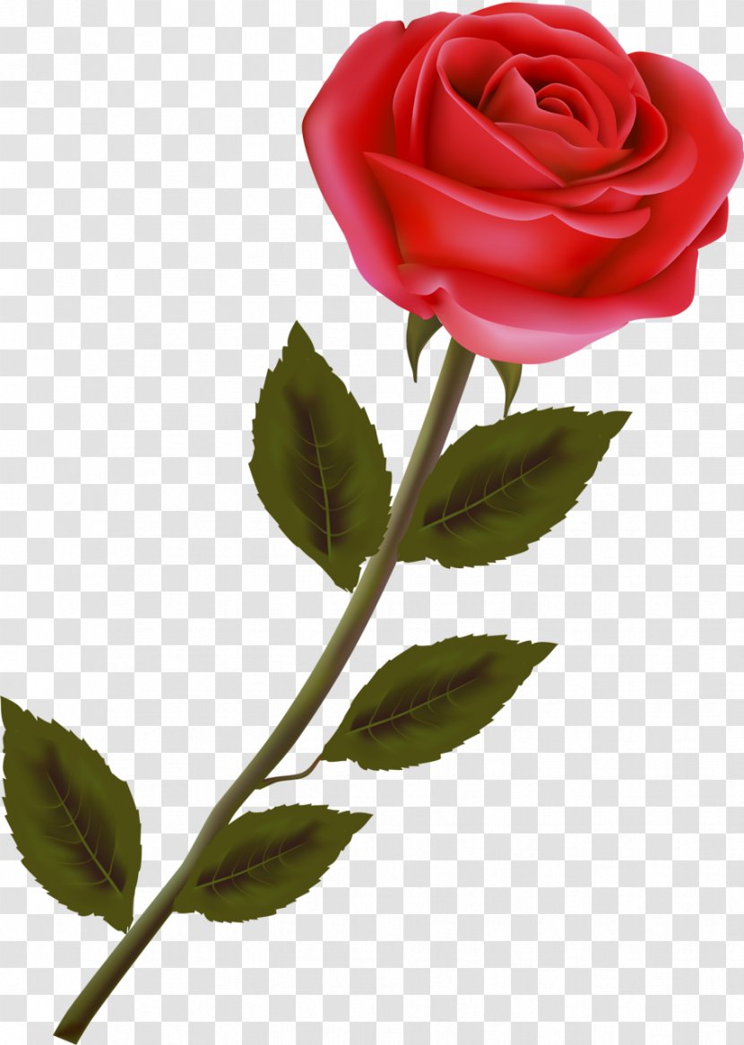 Garden Roses Centifolia Floribunda Rosa Gallica Red - Flowering Plant - Rose Transparent PNG