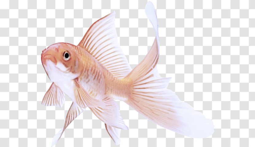 Fish Goldfish Tail Fin - Cyprinidae Bonyfish Transparent PNG
