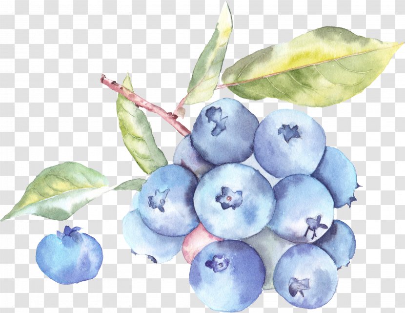 Auglis Watercolor Painting Illustration - Blueberry Tea - Fruit Transparent PNG