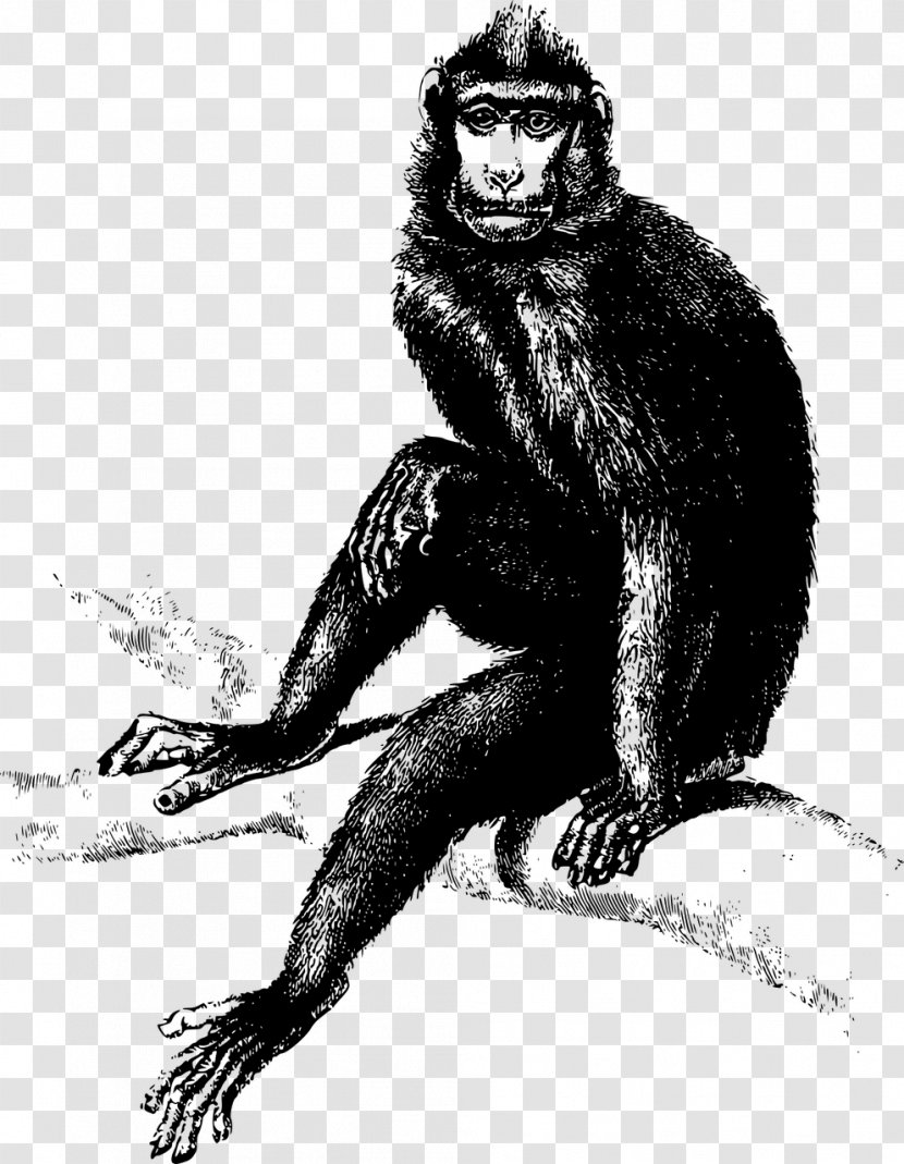 Monkey Ape Common Chimpanzee Clip Art - Mythical Creature Transparent PNG
