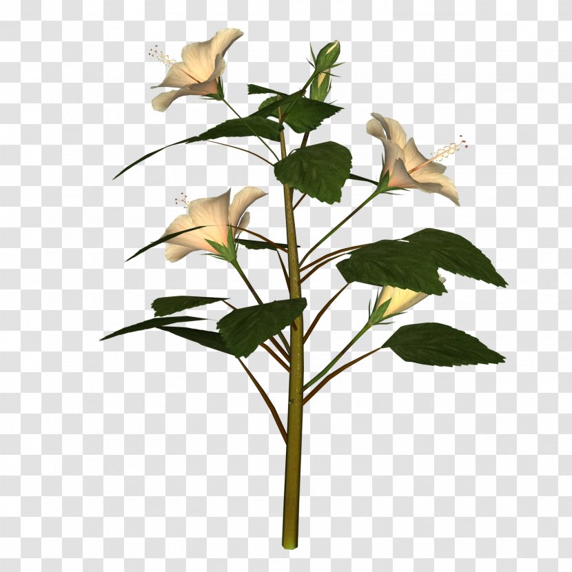 Branch Plant Stem Rose Family Leaf Flower - Hibuscus Symbol Transparent PNG