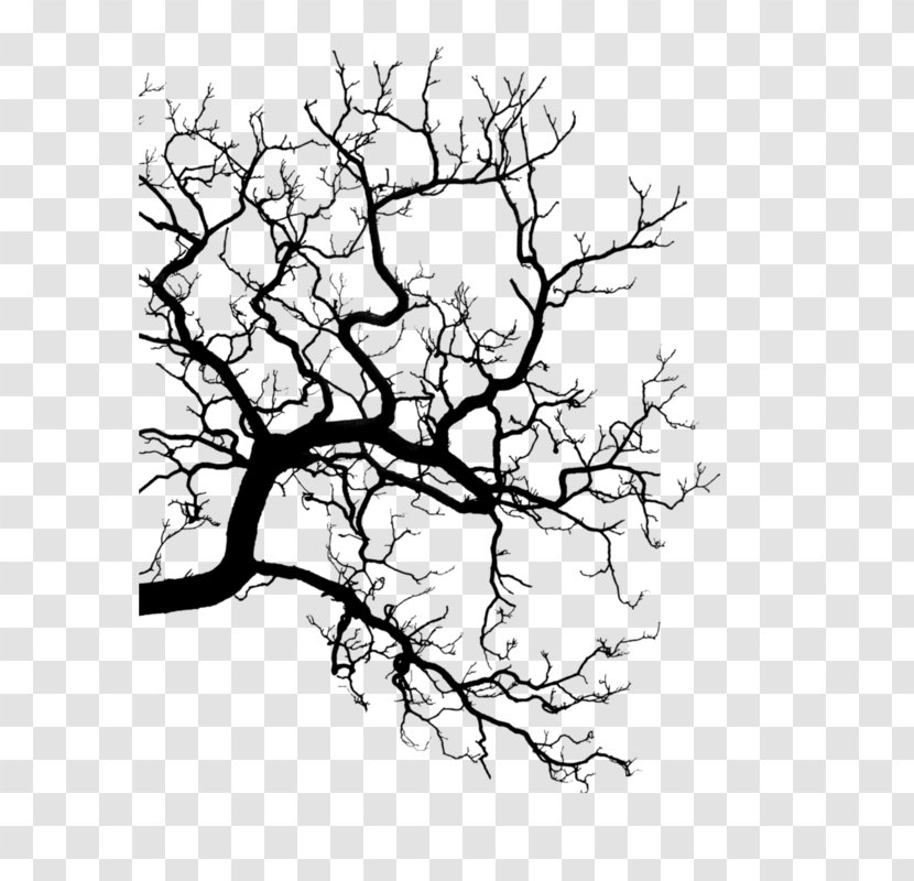 Twig Silhouette Drawing Line Art Transparent PNG