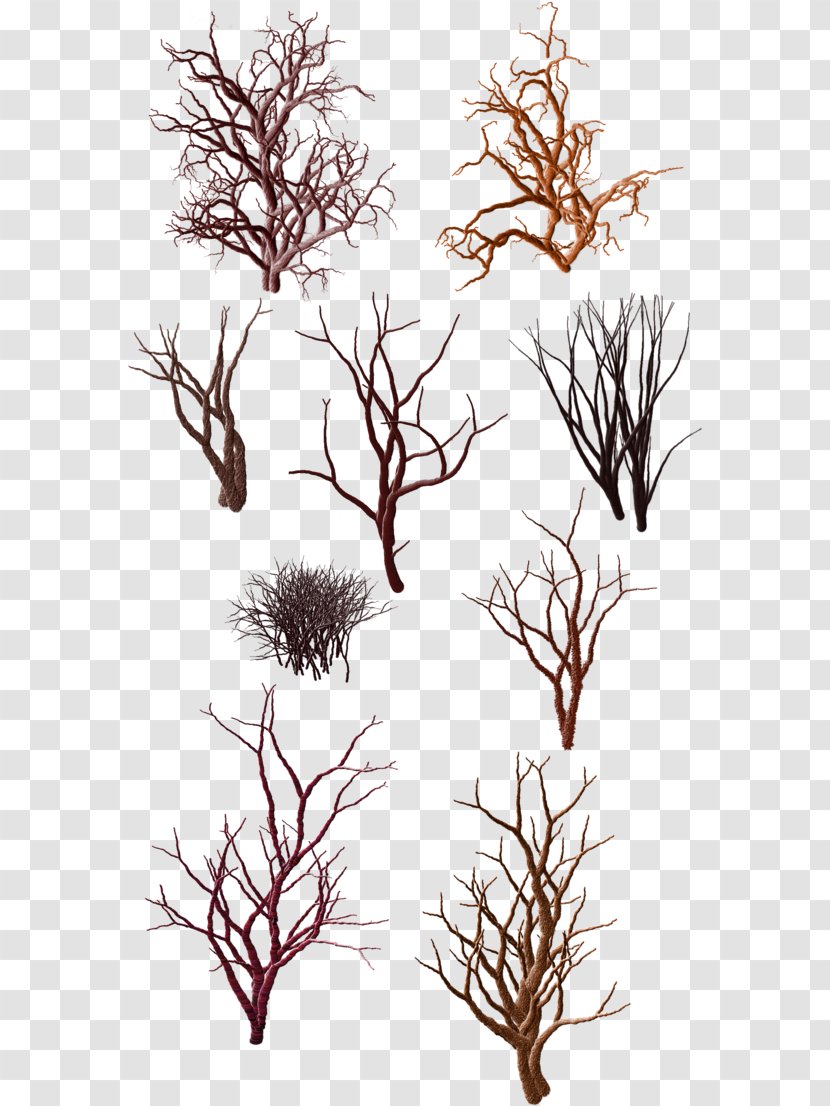 Tree Trunk Drawing - Vascular Plant Jack Pine Transparent PNG