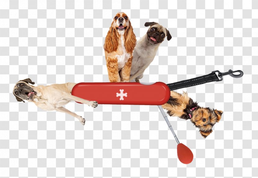 Dog Breed Puppy Pug Leash Cat - Knife Transparent PNG