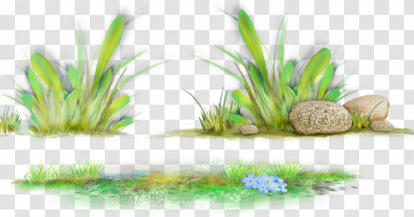 Grasses Desktop Wallpaper Clip Art Herbaceous Plant - Vegetation - Summer Day Wallpapers Transparent PNG