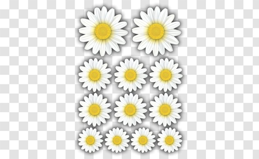 Oxeye Daisy Chrysanthemum Roman Chamomile Floral Design Cut Flowers Transparent PNG