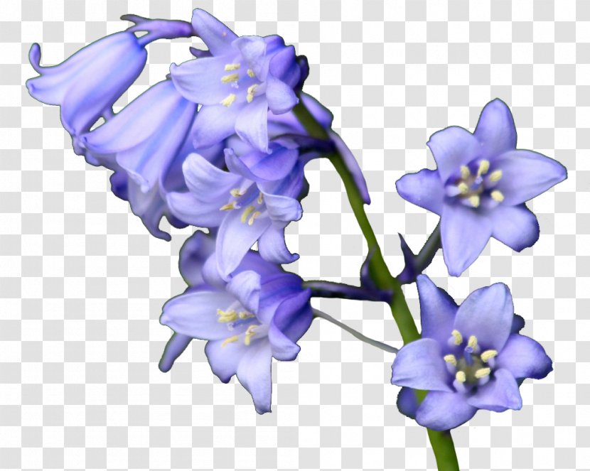 Bellflowers Common Bluebell Purple - Blue - Wedding Bouquet Transparent PNG