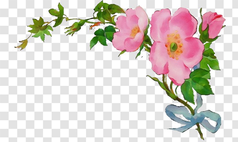 Watercolor Floral Background - Rose - Rosa Wichuraiana Pedicel Transparent PNG