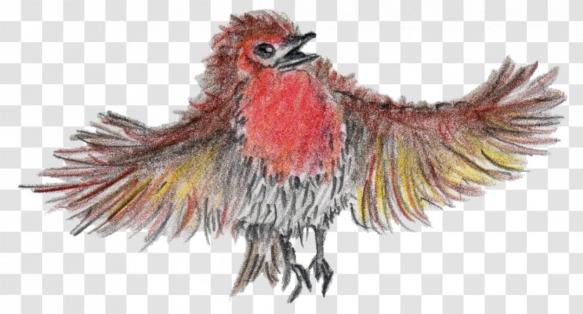 The Robin That Couldn't Sing Rooster Book Illustrator - Feather Transparent PNG