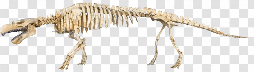 Eocene Pezosiren Paleontology Steller's Sea Cow Dugongidae - Evolution - Dinosaur Transparent PNG