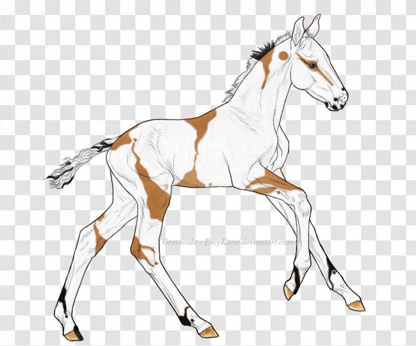 Mane Foal Bridle Stallion Mustang - Pack Animal Transparent PNG