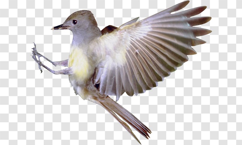 Bird Flight Finch Serial Homology - Wildlife Transparent PNG